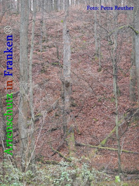 Bild zum Eintrag (72508-160)
