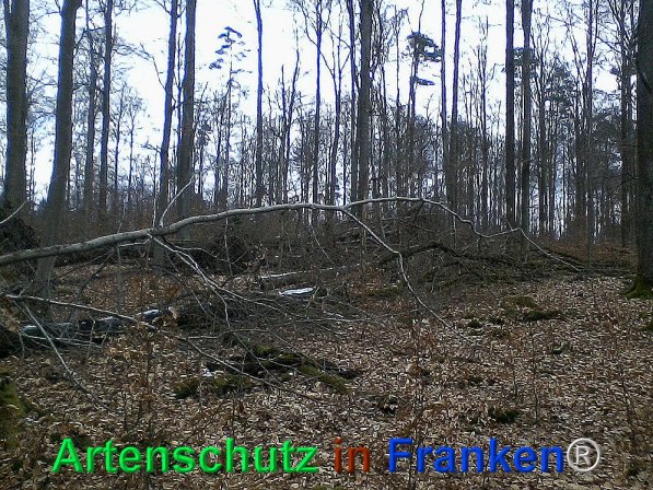 Bild zum Eintrag (72540-160)