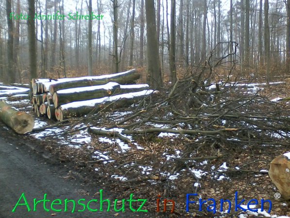 Bild zum Eintrag (72547-160)