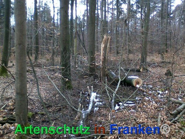 Bild zum Eintrag (72548-160)