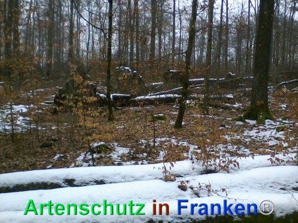 Bild zum Eintrag (72550-160)