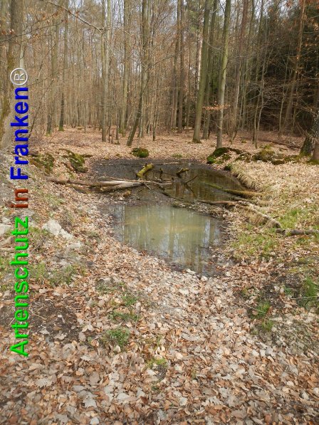 Bild zum Eintrag (73681-160)