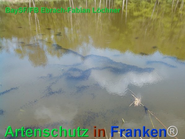 Copyright AiF Bay-SF Fabian Löchner Bild zum Eintrag (75692-160)