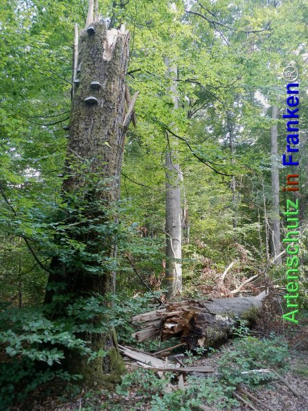 Copyright AiF Petra Basel Bild zum Eintrag (77498-160)