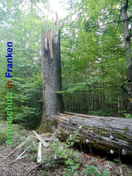 Copyright AiF Petra Basel Bild zum Eintrag (77500-160)
