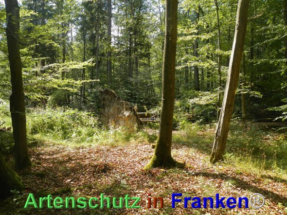 Bild zum Eintrag (77502-160)