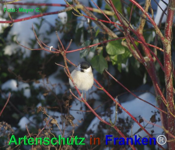 Copyright AiF - Meyer C. Bild zum Eintrag (79567-160)