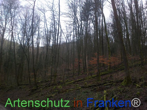 Bild zum Eintrag (80929-160)