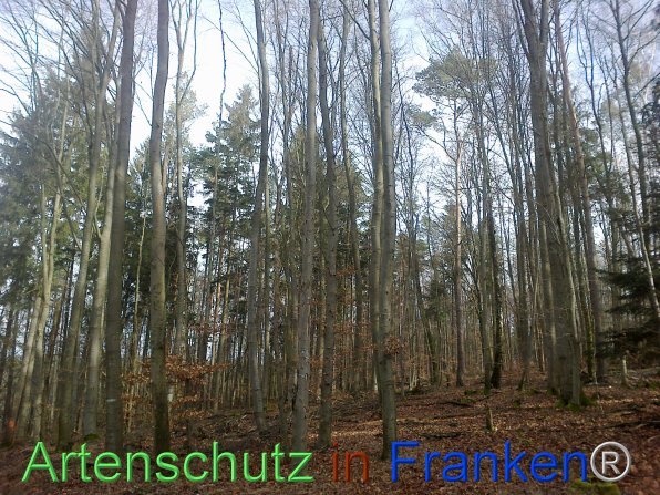 Bild zum Eintrag (80932-160)