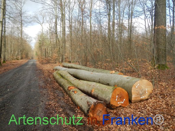 Bild zum Eintrag (81038-160)