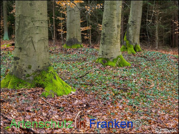 Copyright AiF Johannes Rother Bild zum Eintrag (81582-160)