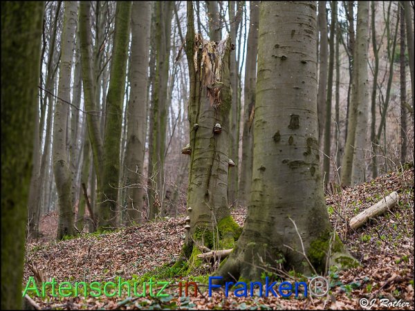 Copyright AiF Johannes Rother Bild zum Eintrag (81591-160)