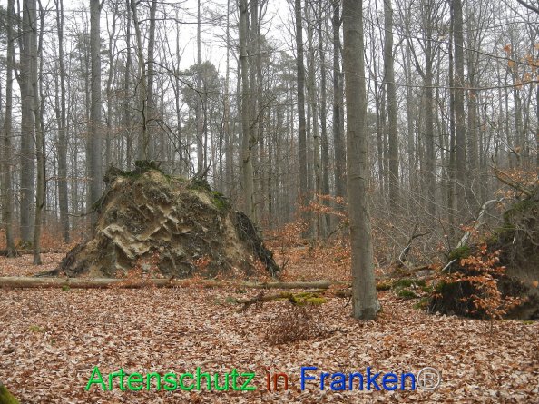 Bild zum Eintrag (81725-160)