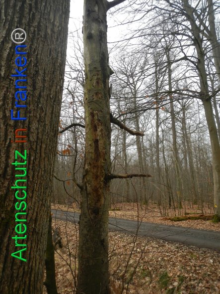 Bild zum Eintrag (81727-160)