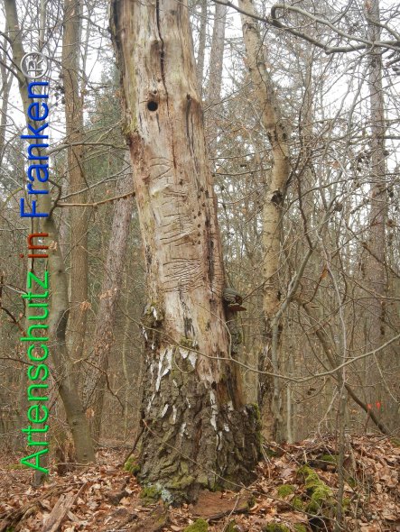 Bild zum Eintrag (81735-160)