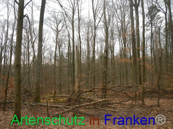 Bild zum Eintrag (81779-160)