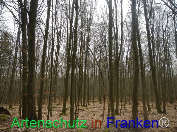 Bild zum Eintrag (81784-160)