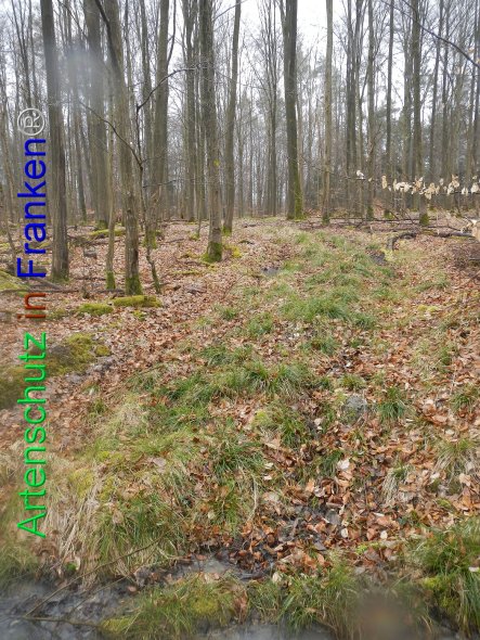 Bild zum Eintrag (81818-160)