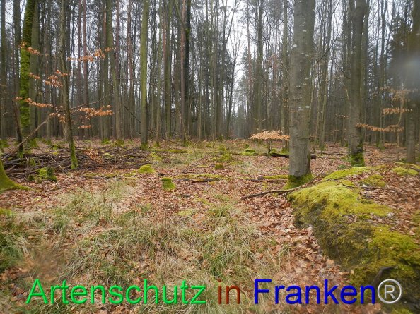 Bild zum Eintrag (81819-160)