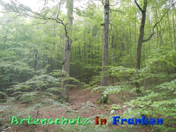 Bild zum Eintrag (82955-160)