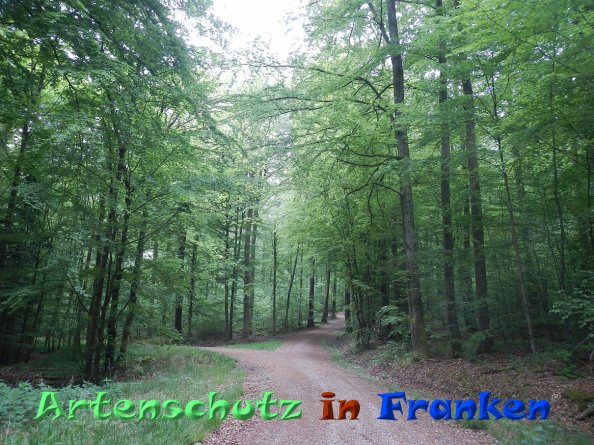 Bild zum Eintrag (83000-160)