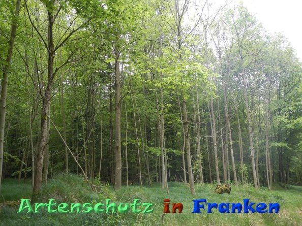 Bild zum Eintrag (83054-160)