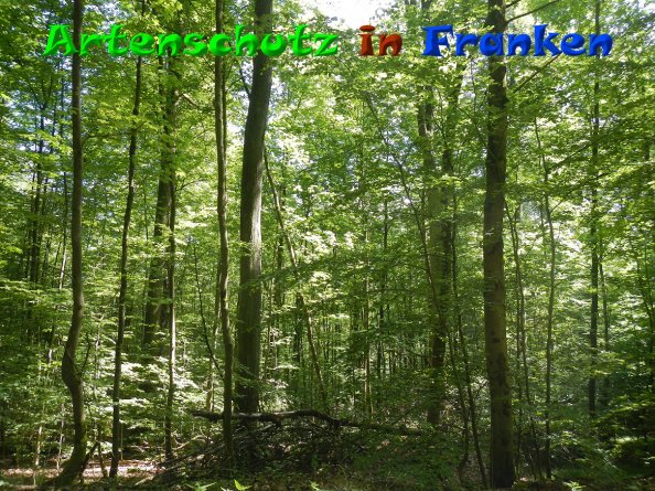 Bild zum Eintrag (83992-160)