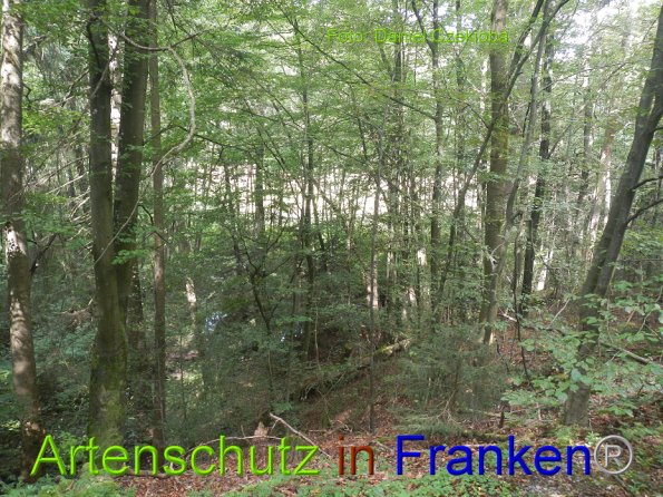 Bild zum Eintrag (86192-160)