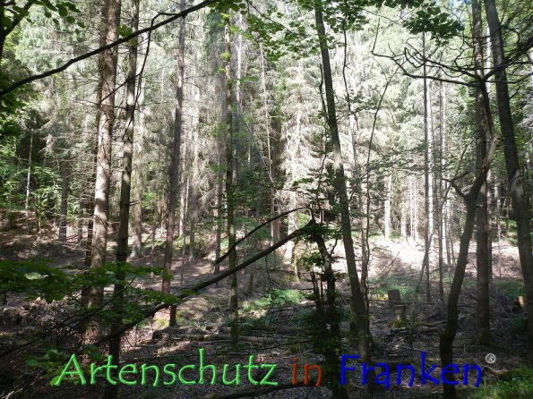 Bild zum Eintrag (86332-160)