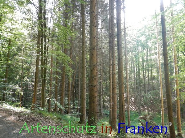 Bild zum Eintrag (86334-160)