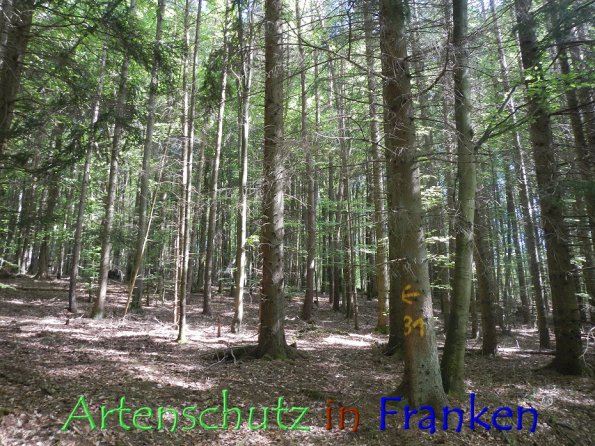 © Artenschutz in Franken® Bild zum Eintrag (86336-160)