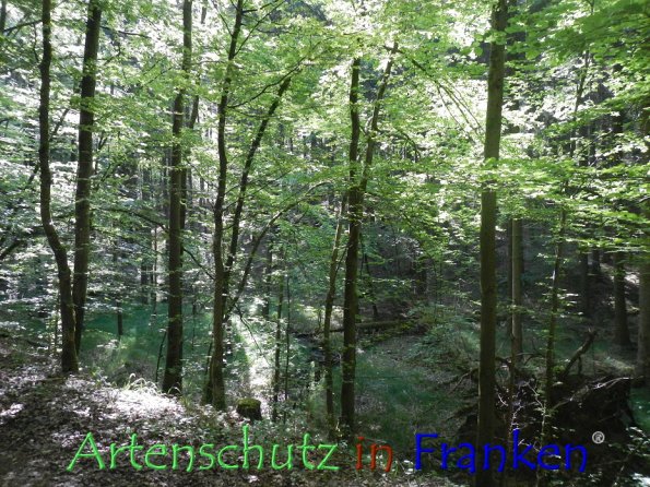 Bild zum Eintrag (86337-160)