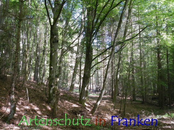 Bild zum Eintrag (86339-160)