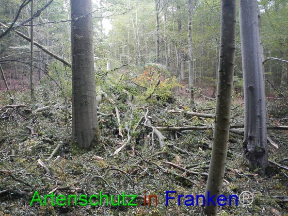 Bild zum Eintrag (87547-160)