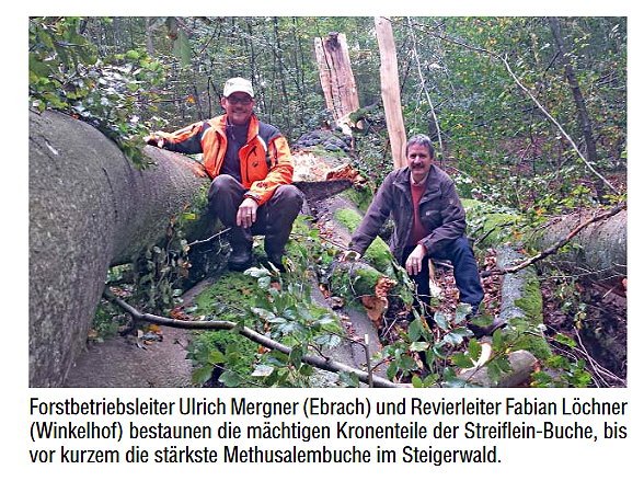 Copyright AiF Bayerische Staatsforsten / FB Ebrach Bild zum Eintrag (87623-160)
