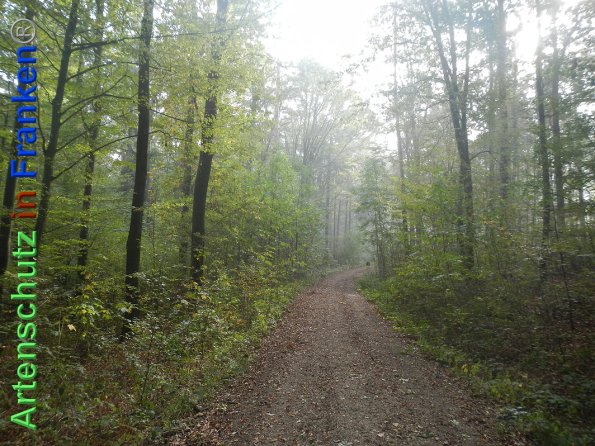 Bild zum Eintrag (87809-160)
