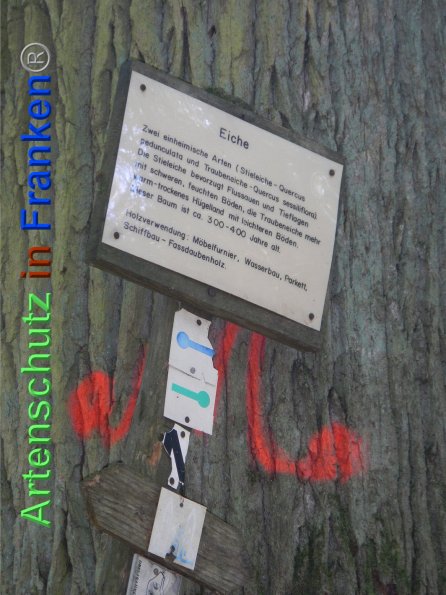 Bild zum Eintrag (87828-160)