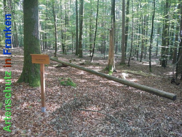 Bild zum Eintrag (87854-160)