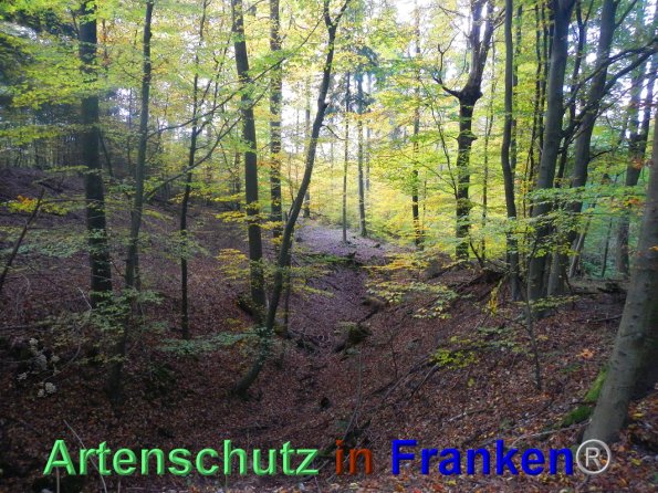 Bild zum Eintrag (88207-160)