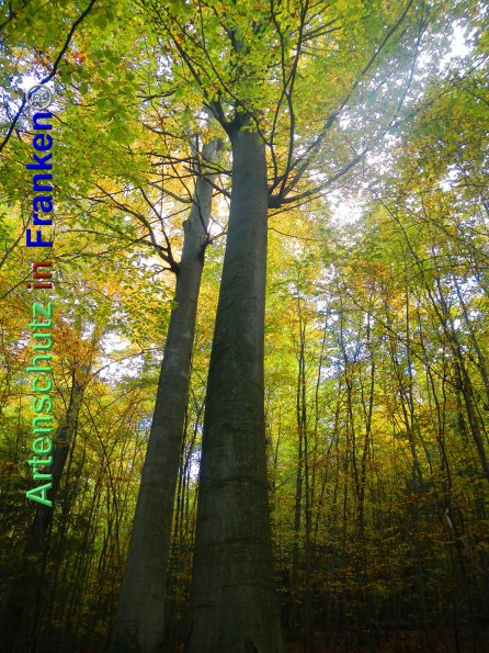 Bild zum Eintrag (88208-160)