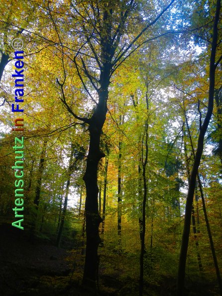 Bild zum Eintrag (88210-160)