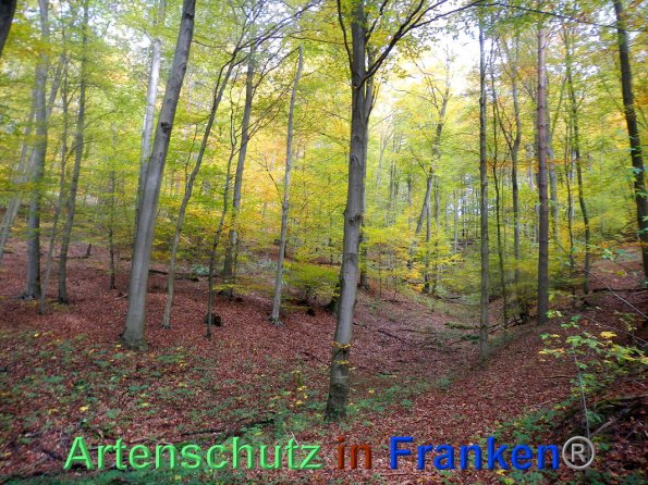 Bild zum Eintrag (88272-160)