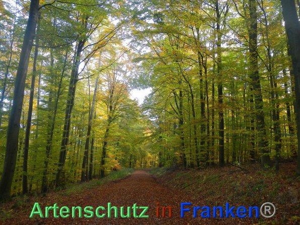 Bild zum Eintrag (88279-160)