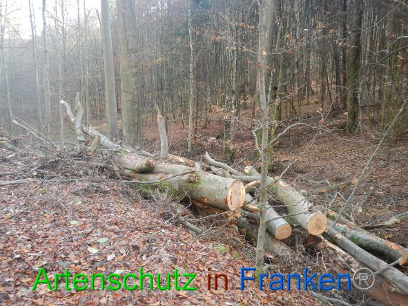 Bild zum Eintrag (88682-160)