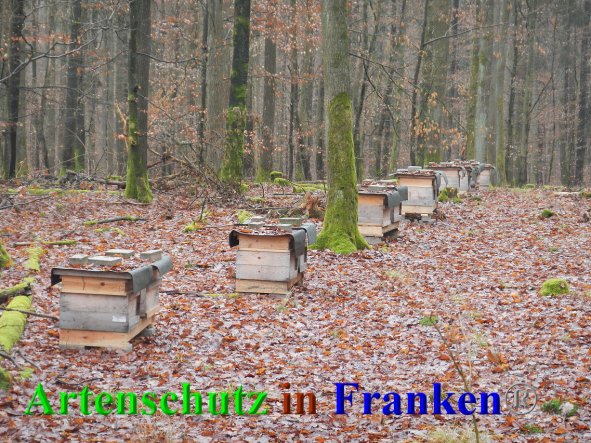 Bild zum Eintrag (89344-160)