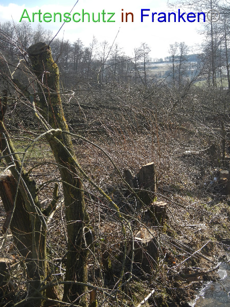 Bild zum Eintrag (98636-160)