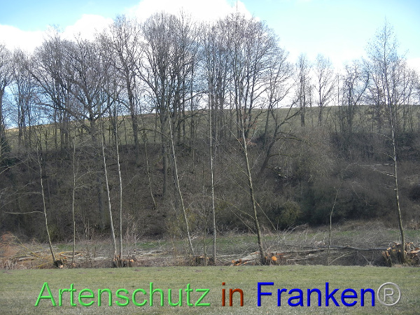 Bild zum Eintrag (98643-160)