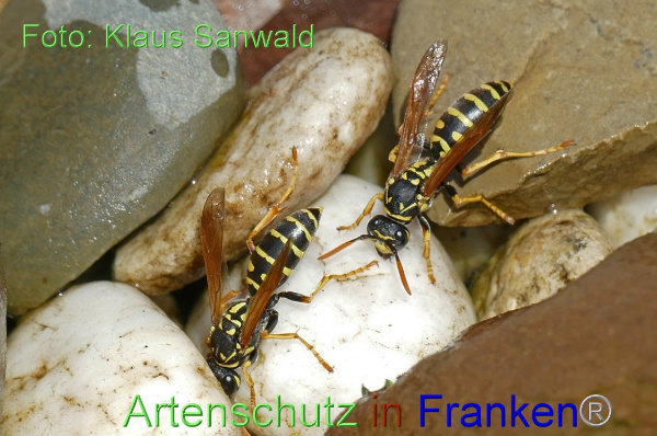 Copyright AiF - Klaus Sanwald Bild zum Eintrag (99570-160)