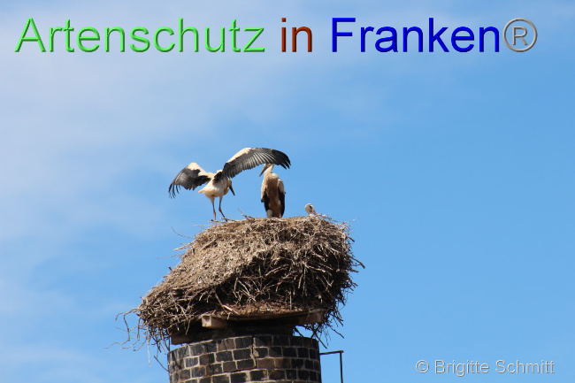 © Artenschutz in Franken® / Brigitte Schmitt Bild zum Eintrag (1071933-160)