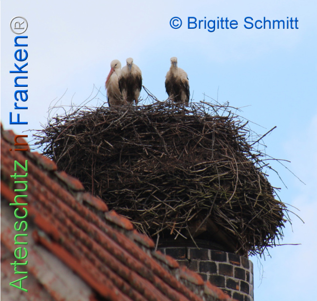 Bild zum Eintrag (1106480-160)